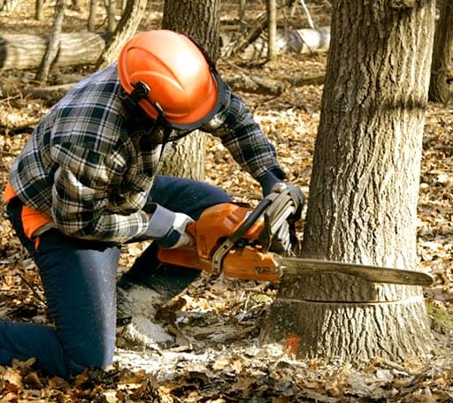 Tree Removal in Briscoe, TX